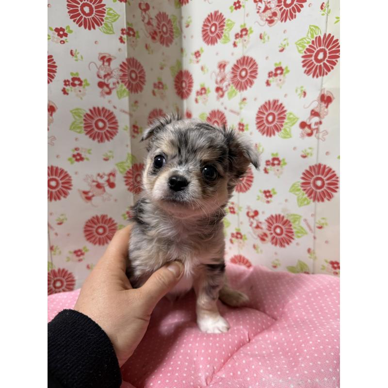 販売中の愛知県のチワワ(ロングコート)-449837の1枚目