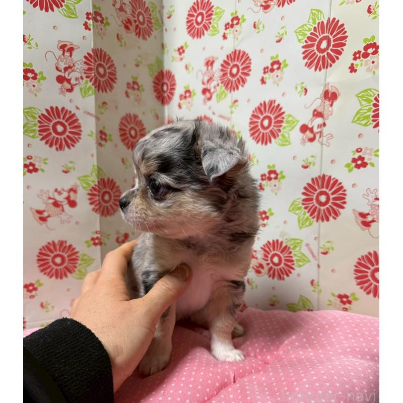 販売中の愛知県のチワワ(ロングコート)-449837の6枚目