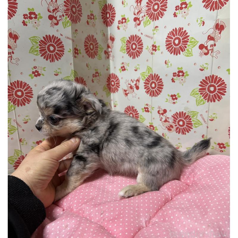 販売中の愛知県のチワワ(ロングコート)-449837の5枚目