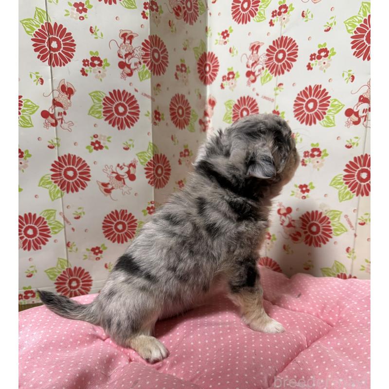 販売中の愛知県のチワワ(ロングコート)-449837の4枚目