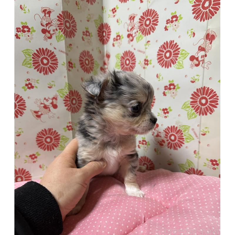 販売中の愛知県のチワワ(ロングコート)-449837の2枚目