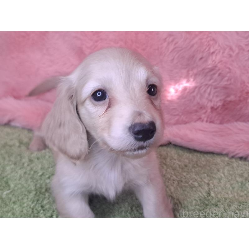 販売中の愛知県のミニチュアダックスフンド(ロングヘアード)-445006