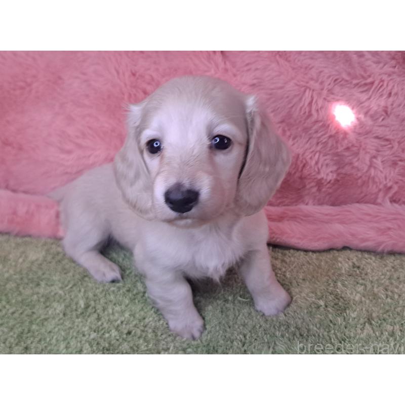 販売中の愛知県のミニチュアダックスフンド(ロングヘアード)-445005