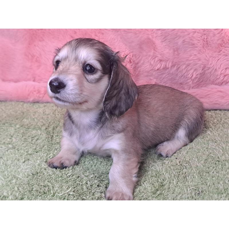 販売中の愛知県のミニチュアダックスフンド(ロングヘアード)-445008