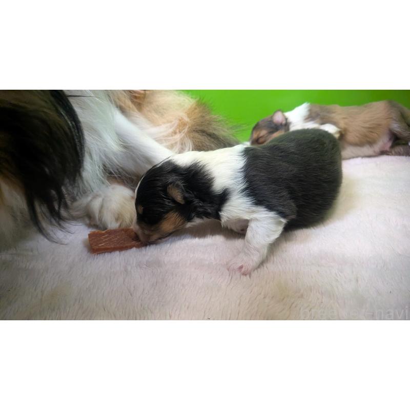 販売中の熊本県のシェットランドシープドッグ(シェルティ)-449840の5枚目