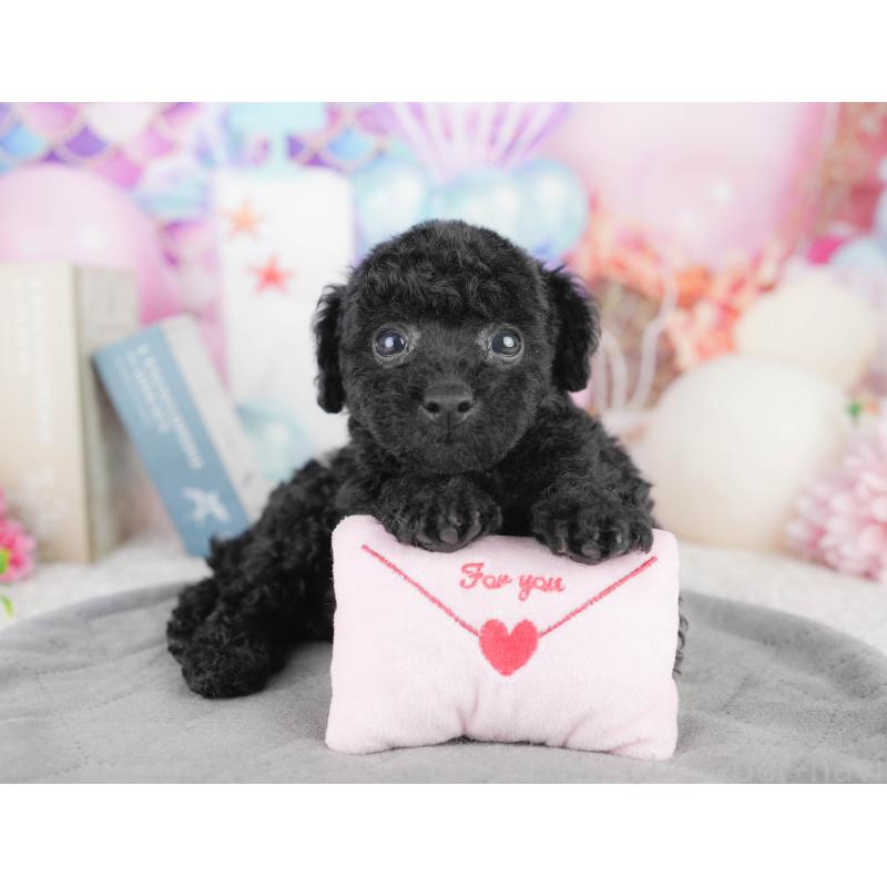 販売中の千葉県のトイプードル-449841の1枚目