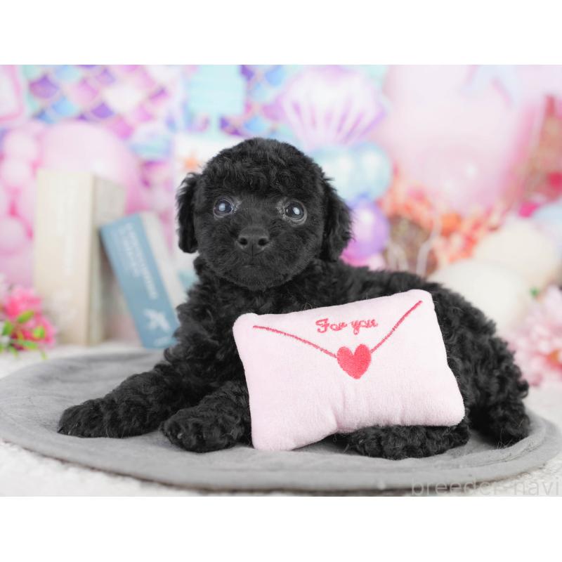 販売中の千葉県のトイプードル-449841の10枚目