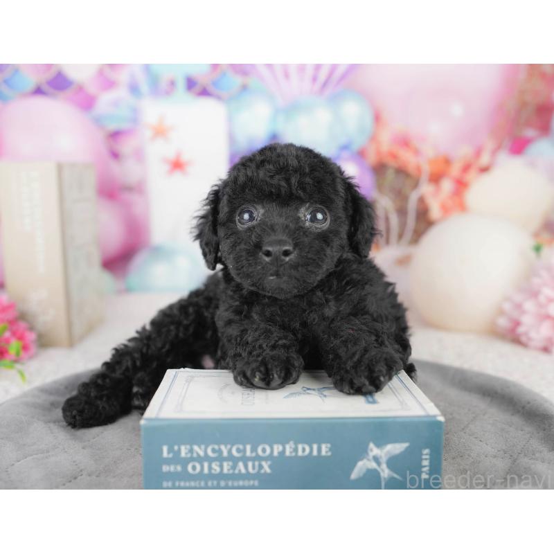 販売中の千葉県のトイプードル-449841の9枚目