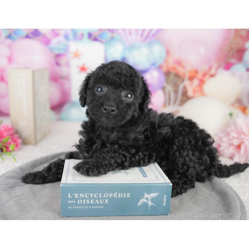 販売中の千葉県のトイプードル-449841の8枚目