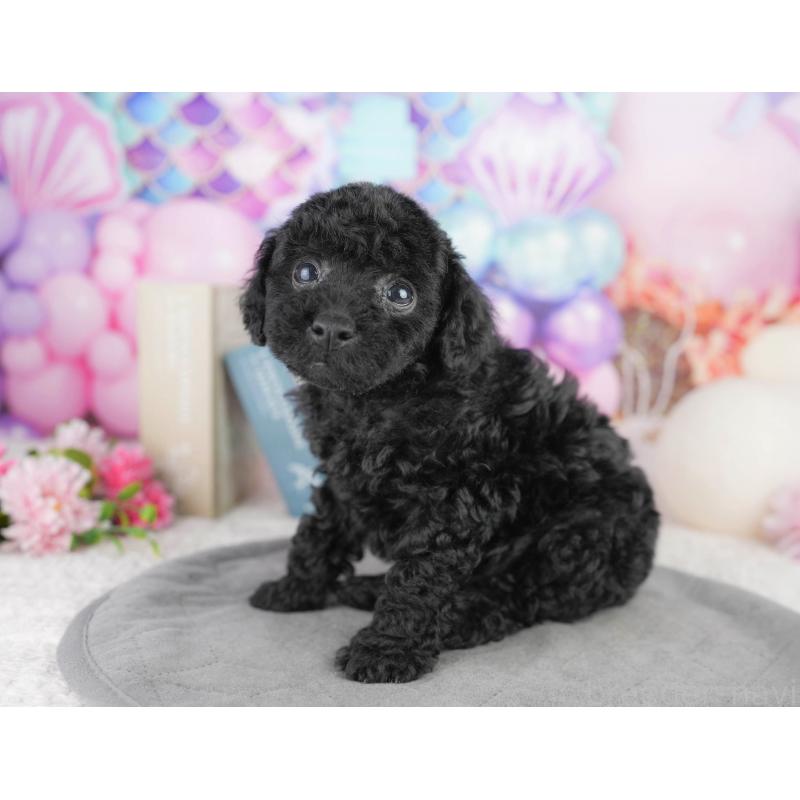 販売中の千葉県のトイプードル-449841の7枚目