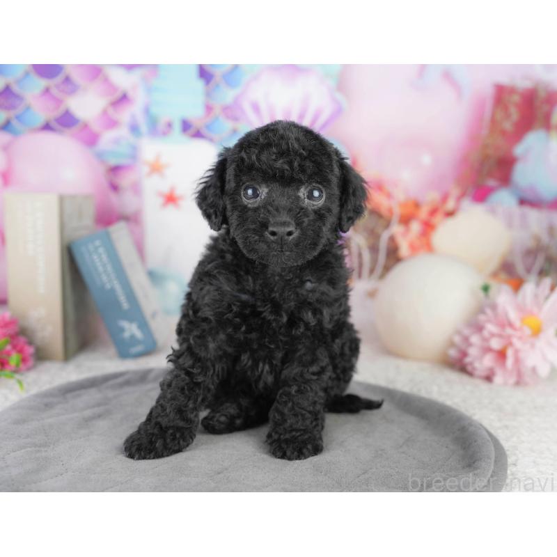 販売中の千葉県のトイプードル-449841の6枚目