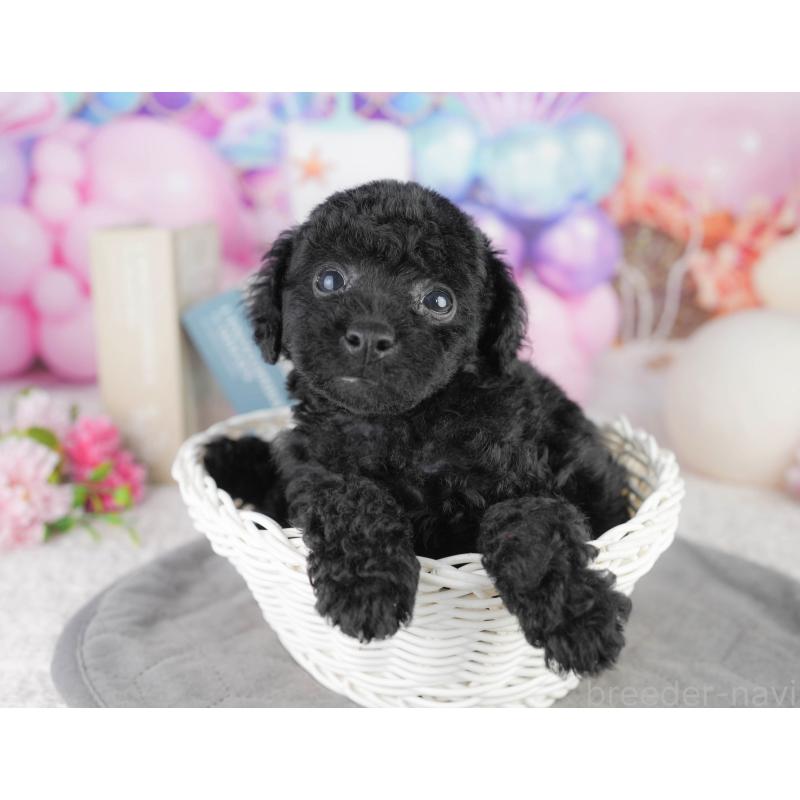 販売中の千葉県のトイプードル-449841の5枚目