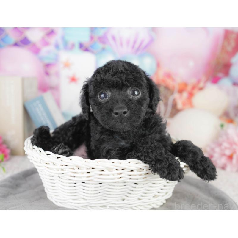 販売中の千葉県のトイプードル-449841の4枚目