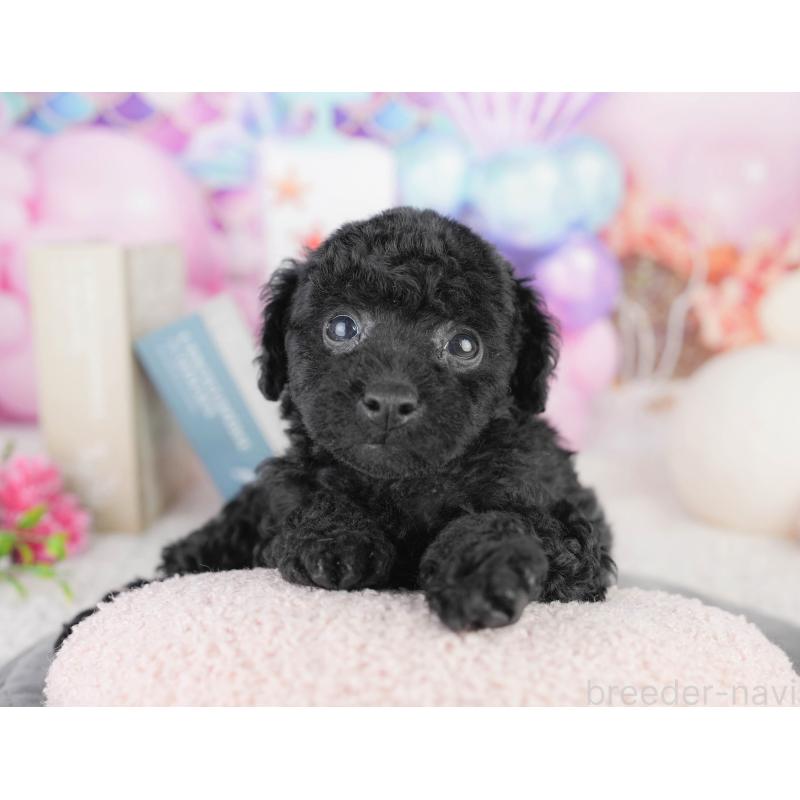 販売中の千葉県のトイプードル-449841の3枚目