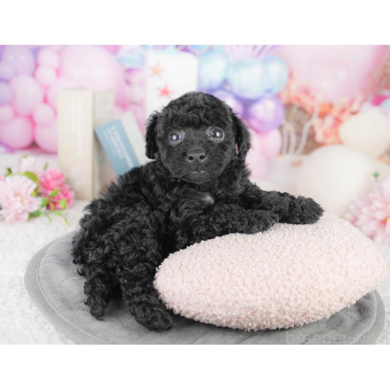 販売中の千葉県のトイプードル-449841の2枚目