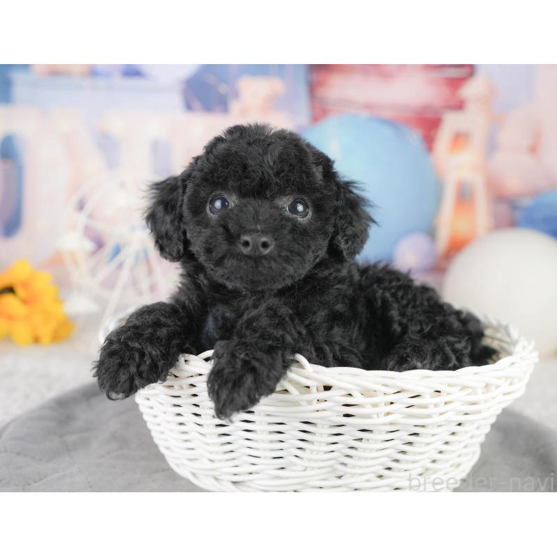 販売中の千葉県のトイプードル-449855の10枚目