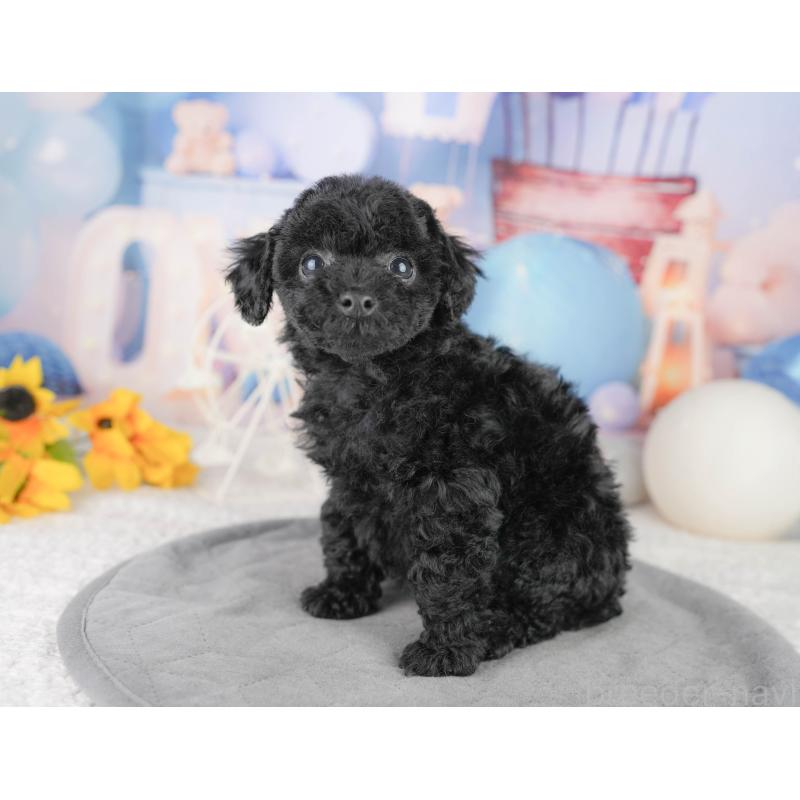 販売中の千葉県のトイプードル-449855の8枚目