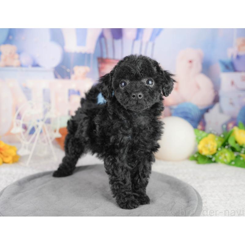 販売中の千葉県のトイプードル-449855の7枚目