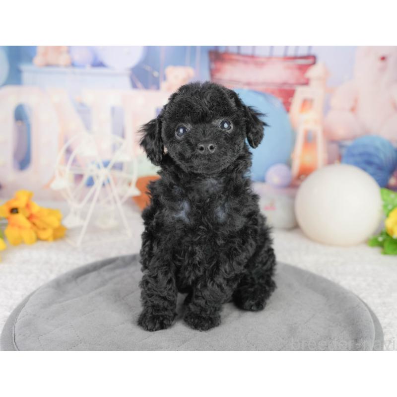 販売中の千葉県のトイプードル-449855の6枚目