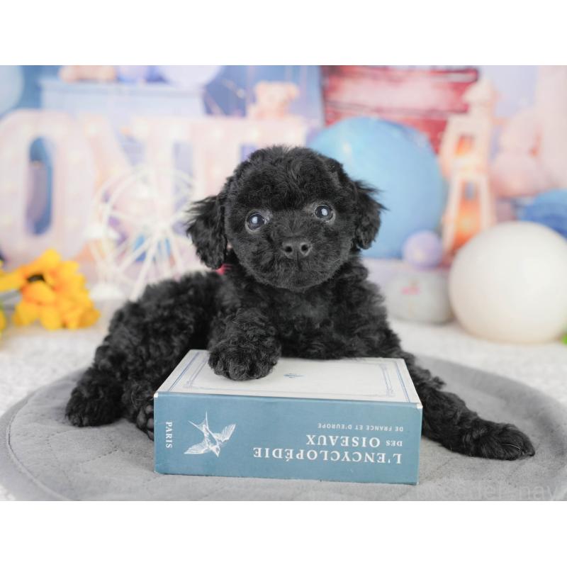 販売中の千葉県のトイプードル-449855の2枚目