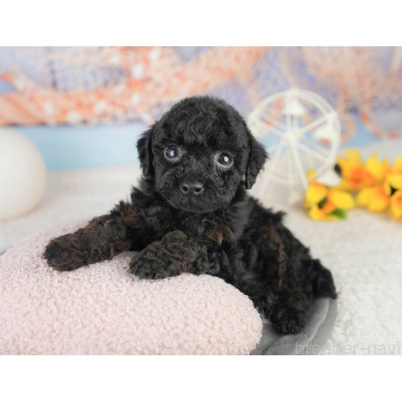 販売中の千葉県のトイプードル-449863の1枚目