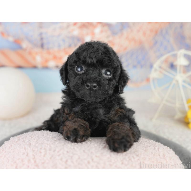 販売中の千葉県のトイプードル-449863の10枚目