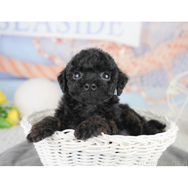 販売中の千葉県のトイプードル-449863の9枚目