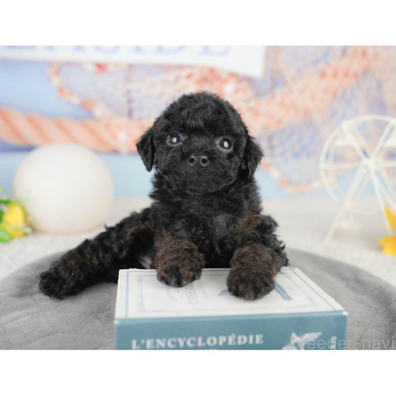 販売中の千葉県のトイプードル-449863の8枚目