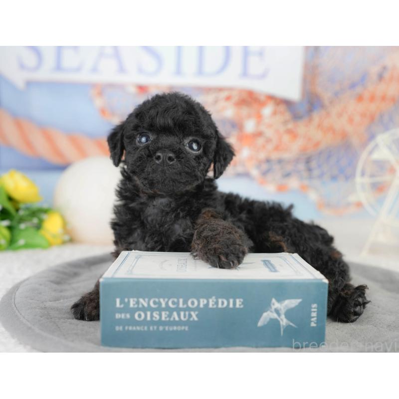 販売中の千葉県のトイプードル-449863の7枚目