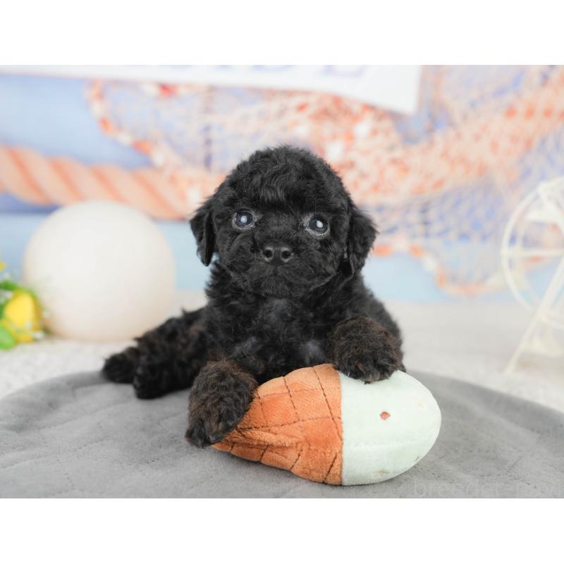 販売中の千葉県のトイプードル-449863の6枚目