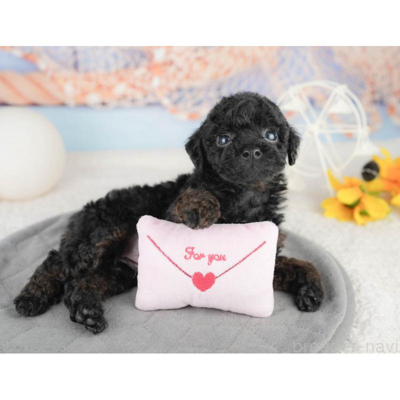 販売中の千葉県のトイプードル-449863の5枚目