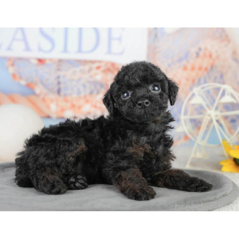 販売中の千葉県のトイプードル-449863の3枚目