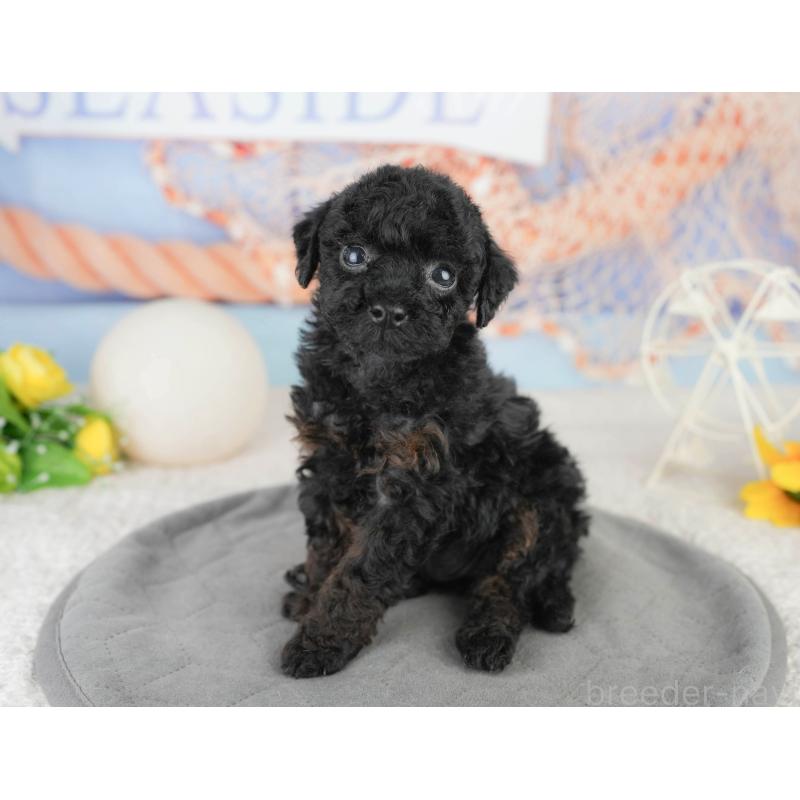 販売中の千葉県のトイプードル-449863の2枚目