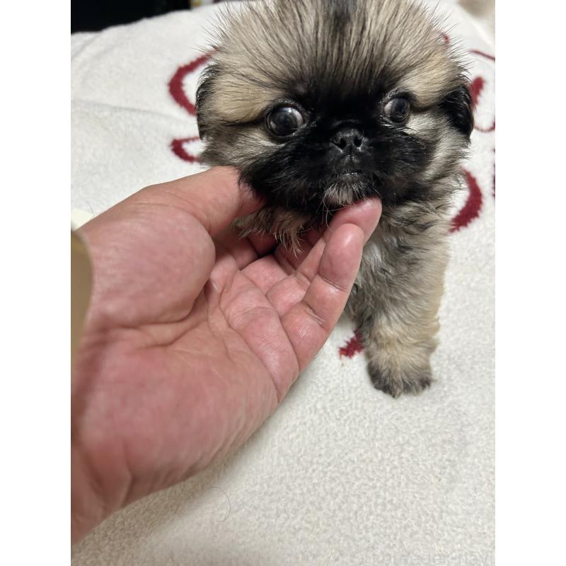 販売中の埼玉県のペキニーズ-446830