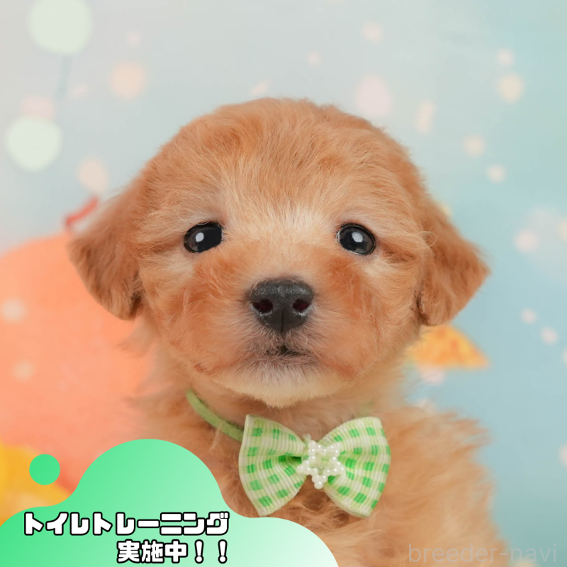 販売中の静岡県のトイプードル-449869の1枚目