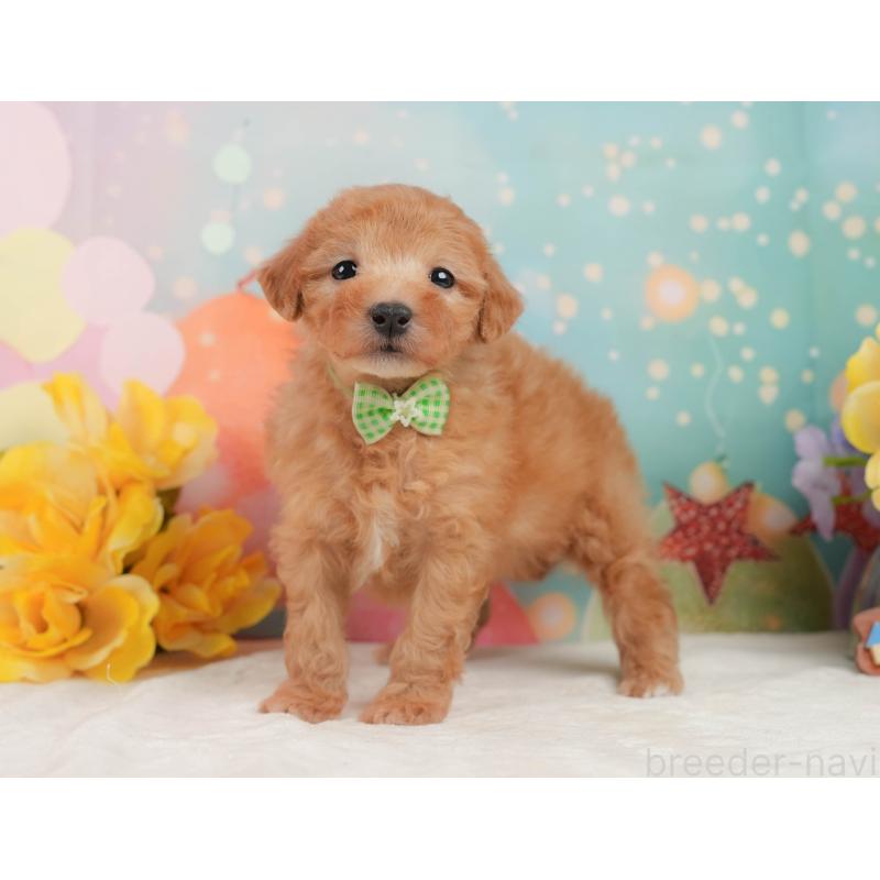 販売中の静岡県のトイプードル-449869の9枚目