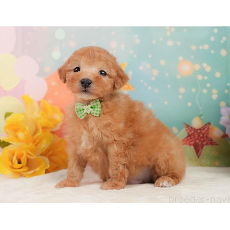 販売中の静岡県のトイプードル-449869の8枚目