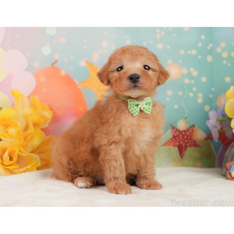 販売中の静岡県のトイプードル-449869の6枚目