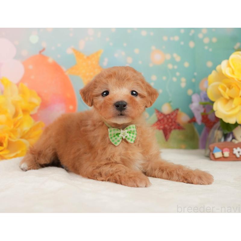 販売中の静岡県のトイプードル-449869の5枚目