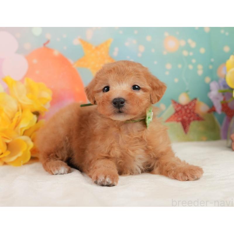 販売中の静岡県のトイプードル-449869の3枚目