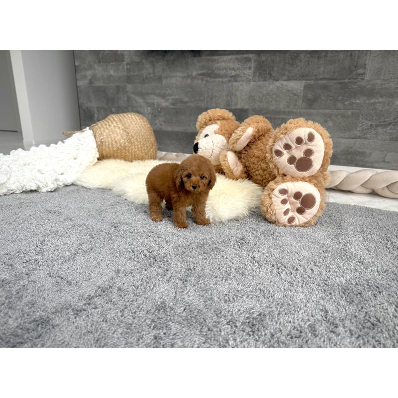 販売中の滋賀県のティーカッププードル-449706の8枚目