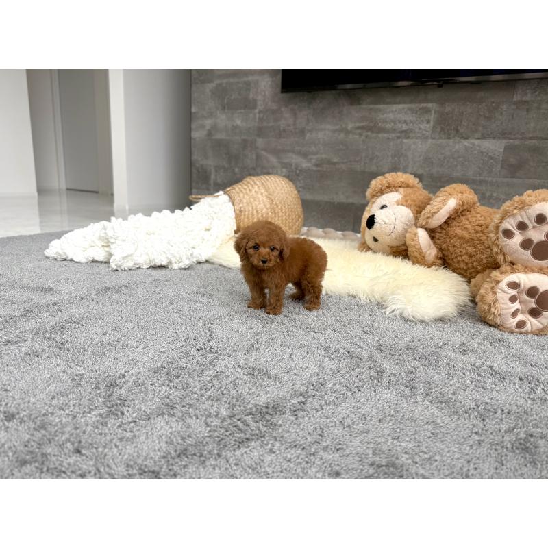 販売中の滋賀県のティーカッププードル-449706の7枚目