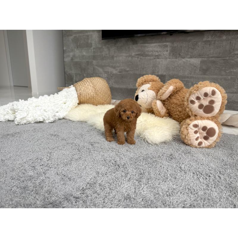 販売中の滋賀県のティーカッププードル-449706の6枚目