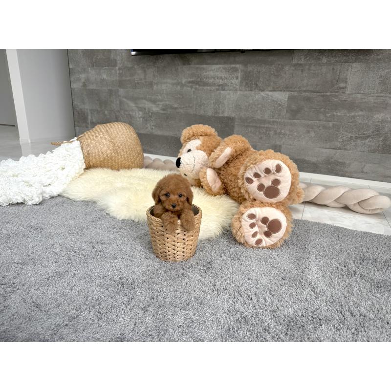 販売中の滋賀県のティーカッププードル-449706の5枚目