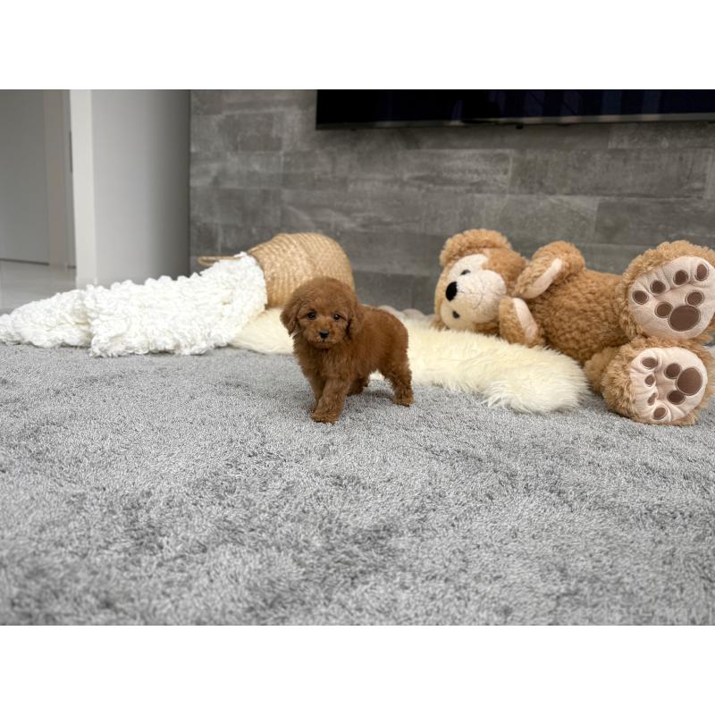 販売中の滋賀県のティーカッププードル-449706の3枚目