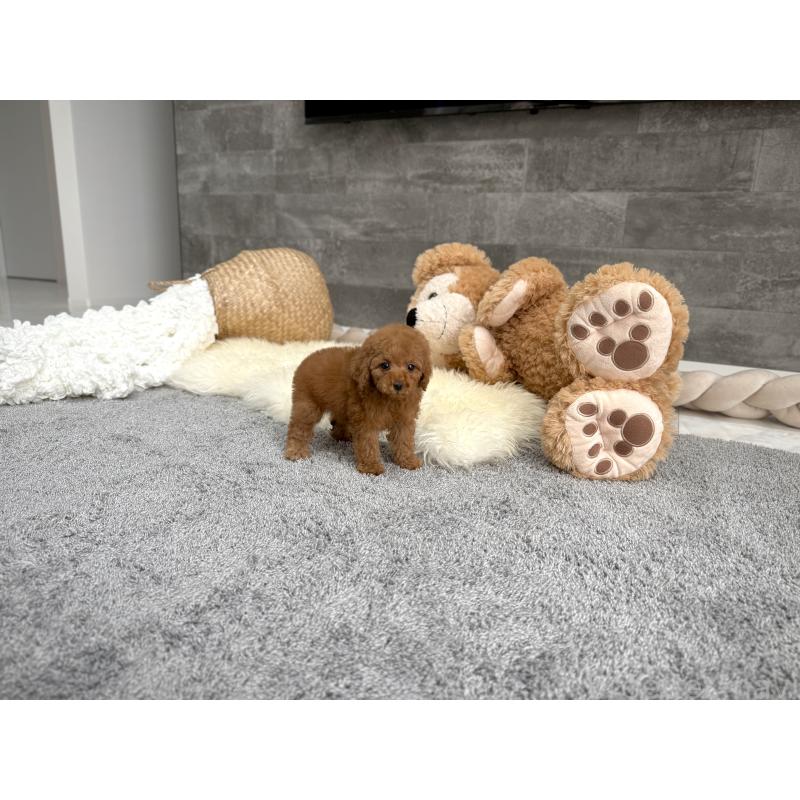 販売中の滋賀県のティーカッププードル-449706の2枚目