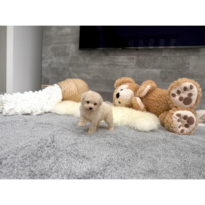 販売中の滋賀県のティーカッププードル-449714の6枚目