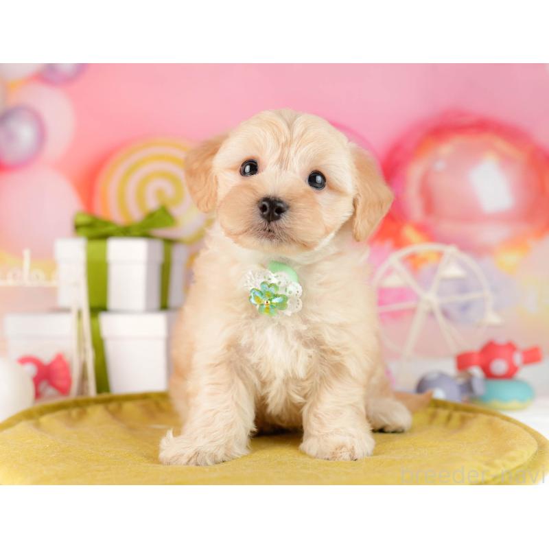 販売中の東京都のマルプー:マルチーズ×トイプードル-449877の6枚目