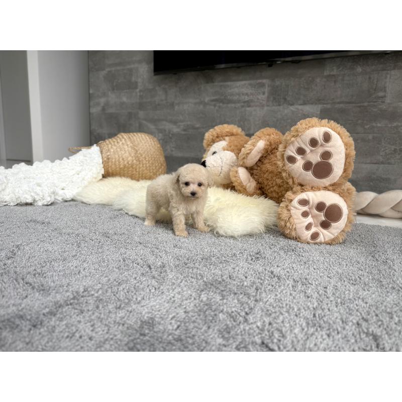 販売中の滋賀県のティーカッププードル-449714の5枚目