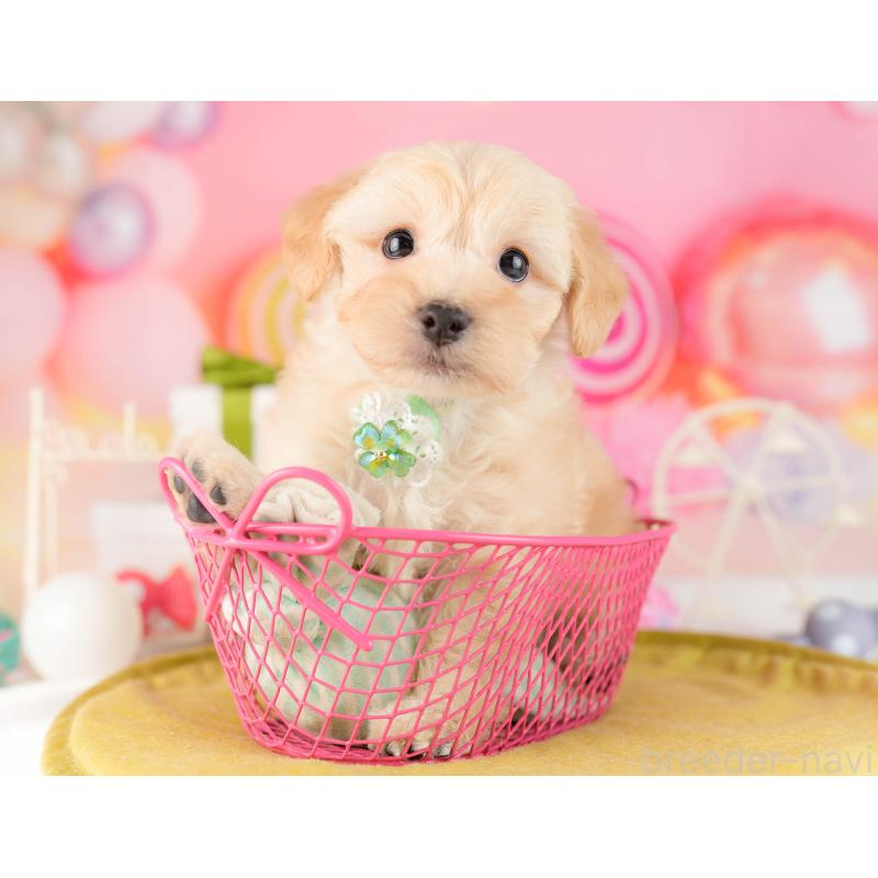 販売中の東京都のマルプー:マルチーズ×トイプードル-449877の5枚目